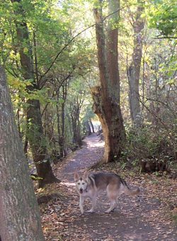 einer der vielen Wanderwege im Raakmoor