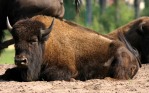 Bison