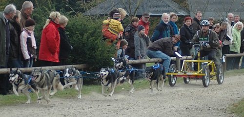 Schlittenhunde bei der Arbeit