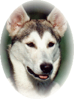 Huskymix Sheila