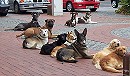 Urlaub in der Hundeschule