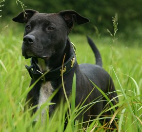 Mäxchen