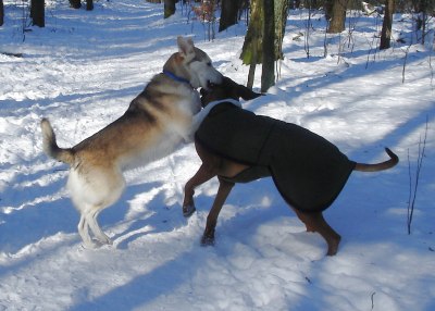 Batoka und Sheila im Schnee