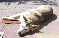 Sonnenbad auf der Terrasse