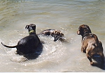 Wasserspiele mit Bonny und Baccy