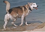 nasser Hund