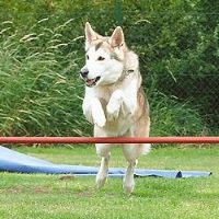 Sheila beim Agility