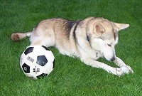 Tennis- oder Fußball, das ist hier die Frage