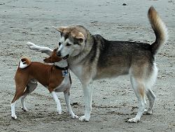 auch mit kleinen Hunden macht spielen Spaß