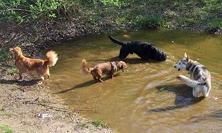 wir sind alle 'Wasserratten'