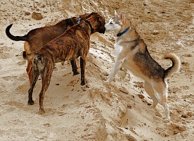 Hallo, wollen wir eine Runde gemeinsam laufen?