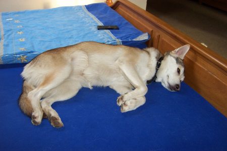 das war mit das Beste beim Hundelehrgang: ich durfte auf dem Bett schlafen!